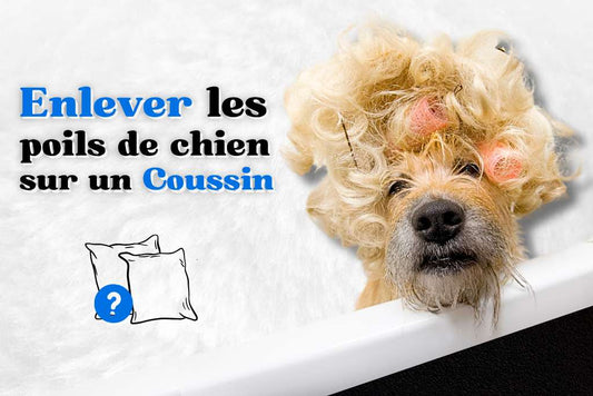 Enlever les poils de chien sur un coussin