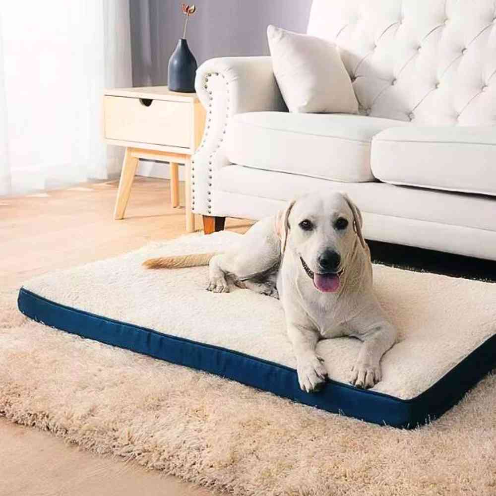 Matelas Mémoire de Forme pour Chien crème avec un chien dessus