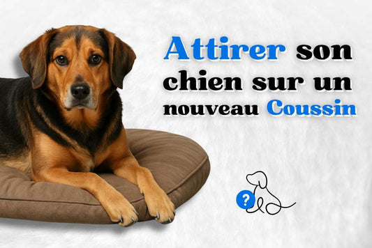 Attirer son chien sur un nouveau coussin