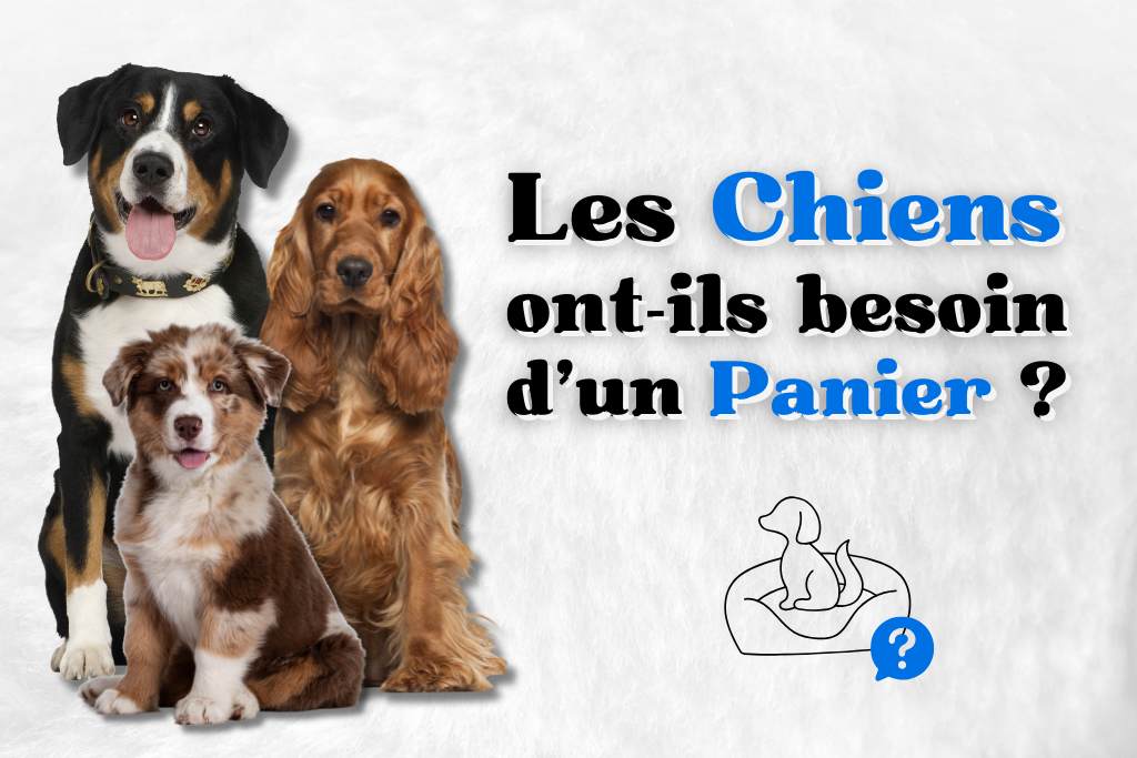 Les chiens ont il besoin d'un panier ?