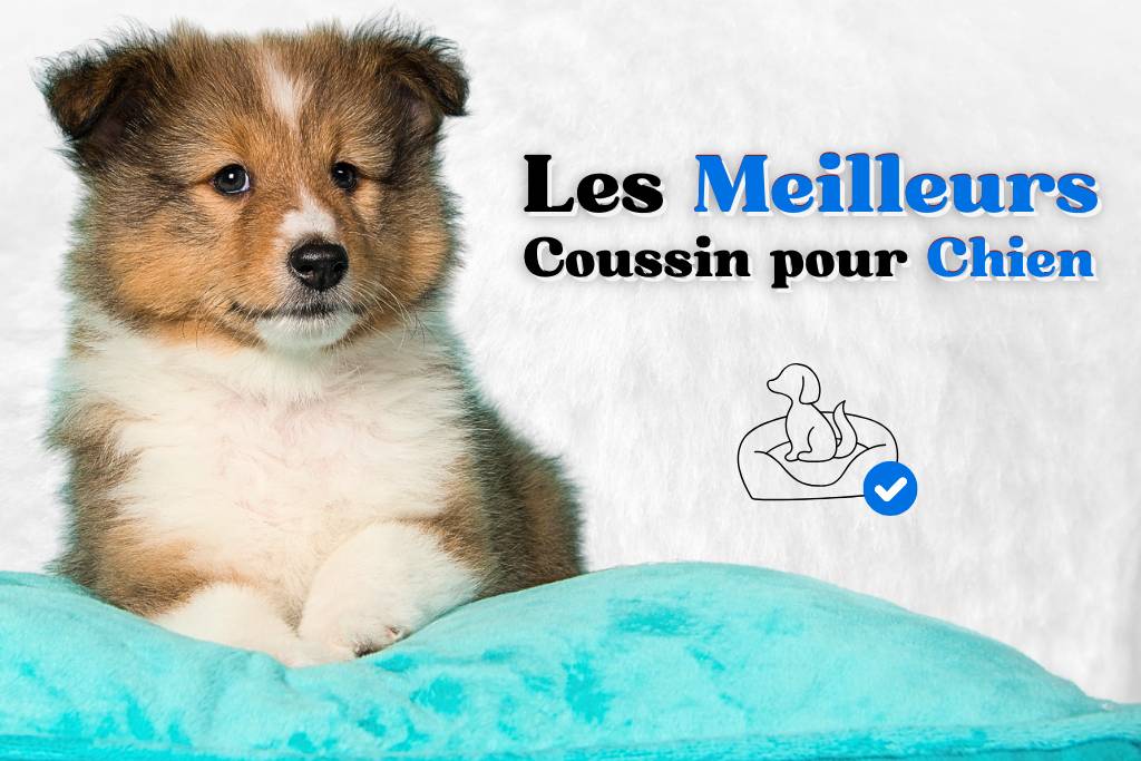 Meilleur coussin pour chien