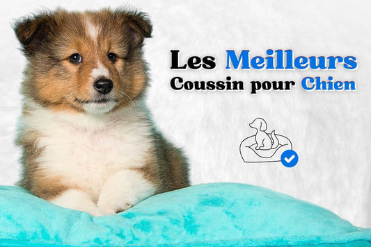 Meilleur coussin pour chien