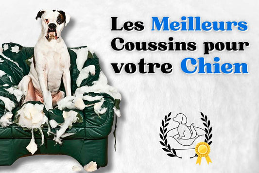 Meilleur coussin chien