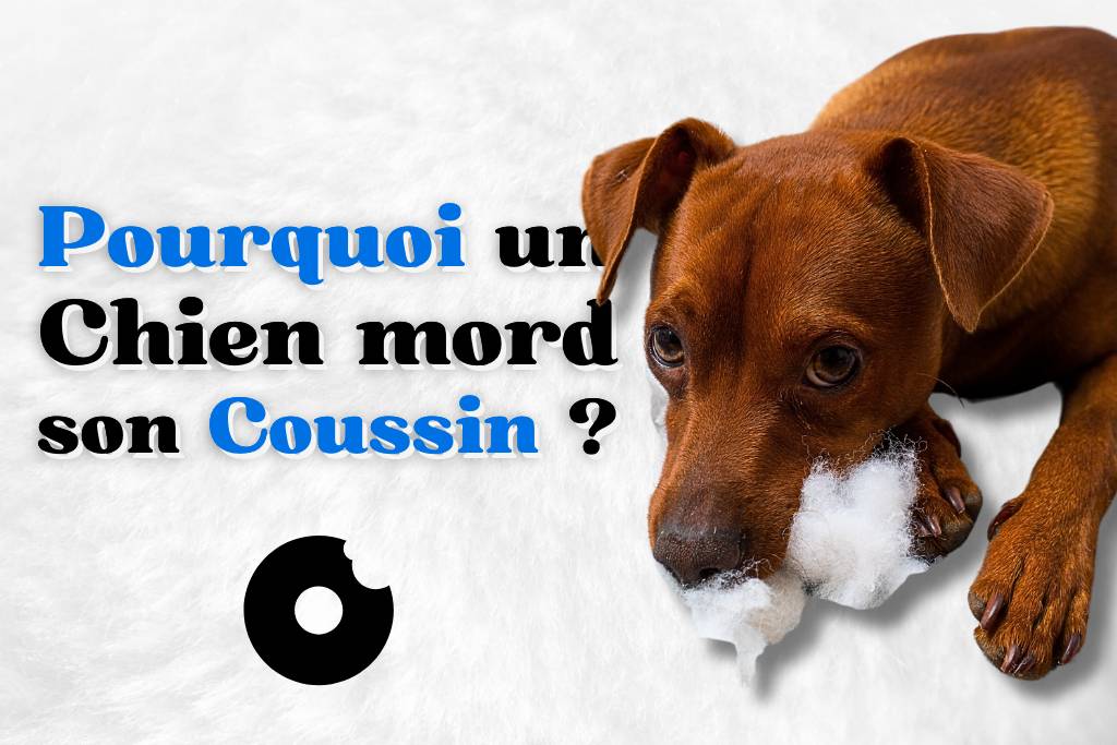 Pourquoi un chien mord son coussin ?