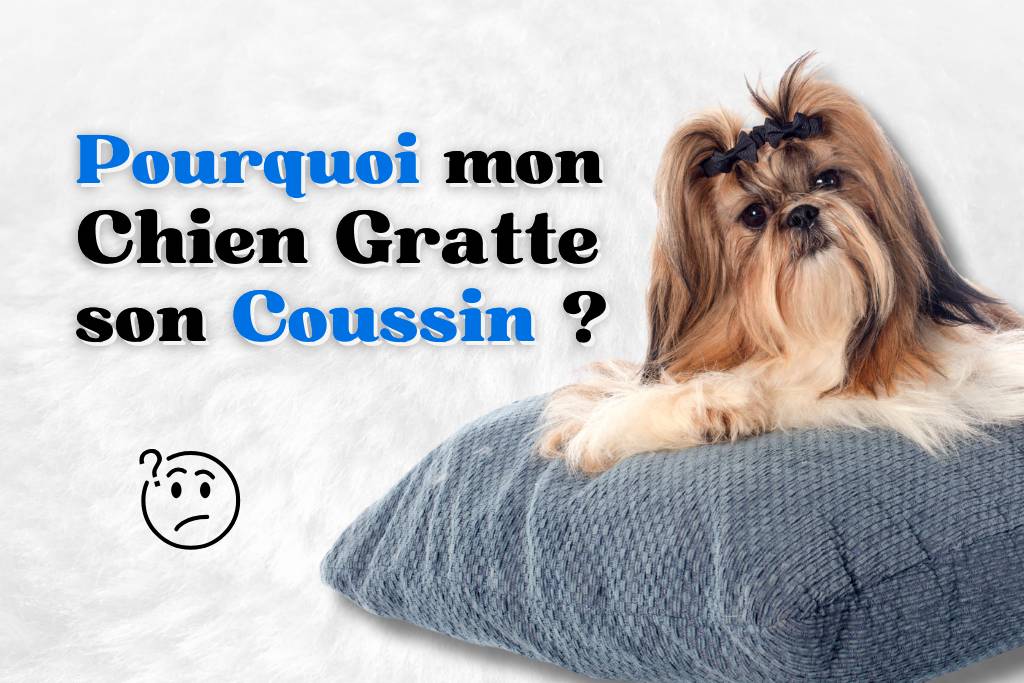 Pourquoi mon chien gratte son coussin ?