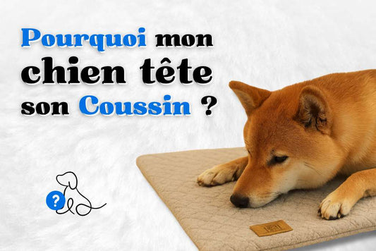 Pourquoi mon chien tete son coussin